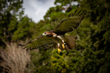 Red-tailed Hawk
