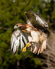 Red-tailed Hawk