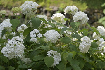Fiori nel parco © apsc61