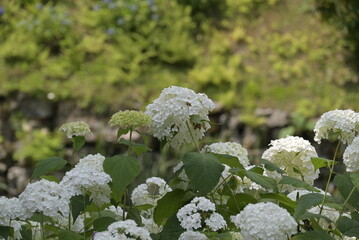 white flowers in the garden