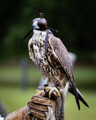 Saker Falcon