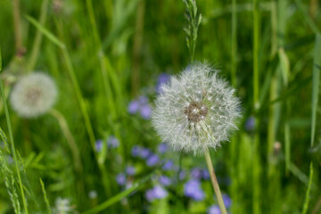 dandelion in the grass with blue wild flowers on the background
