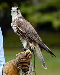 Saker Falcon