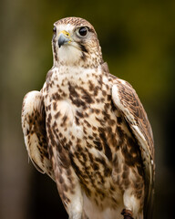 Saker Falcon