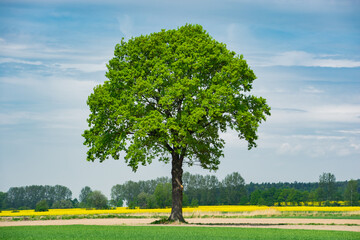 lonely tree in the fields