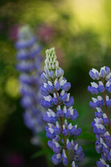 Fototapeta premium close up of purple and white lupin flower blooming in garden in summer nice evening light bokeh effect in background vertical format room for type or masthead gardening background or magazine cover