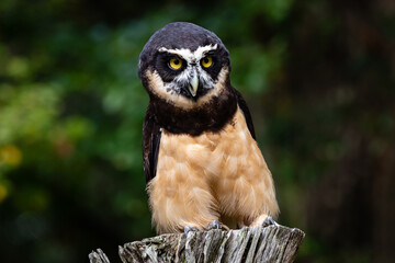Spectacled Owl