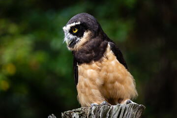 Spectacled Owl