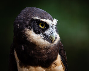Spectacled Owl