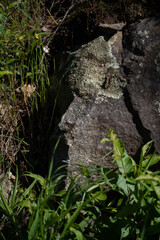 close up of rock in nature in woods forest or park that looks like face in stone textured grey rock vertical format room for type colored rock in natural setting room for type natural backdrop 