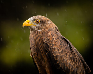 Yellow-billed Kite