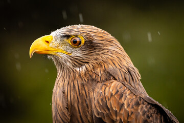 Yellow-billed Kite