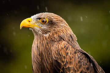 Yellow-billed Kite