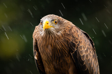 Yellow-billed Kite