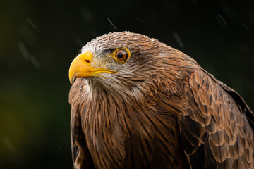 Yellow-billed Kite