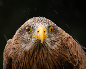 Yellow-billed Kite