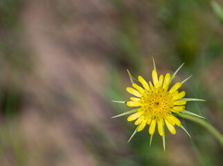 close up of yellow wild flower yellow goat's beard or Tragopogon dubius in full bloom shot in  in rural area of northern Ontario cottage country horizontal format room for type blurred background