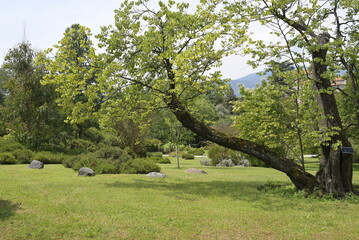 Alberi