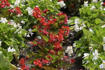 flowers in the public garden