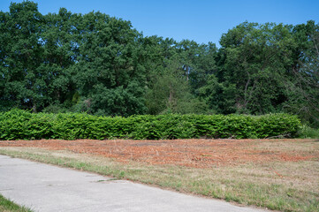 FLOWER,TREE,PLANTS,ANIMALS, LANDSCAPE