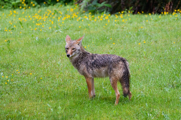 A damp suburban adult coyote standing on the edge of a meadow near Seattle in King County in Washington State