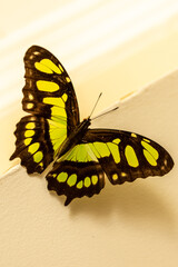 butterfly on yellow background