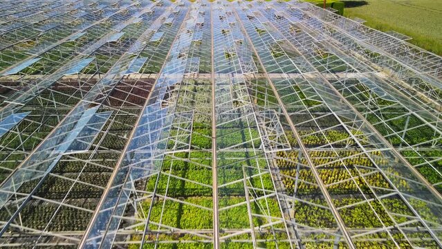 Greenhouse with a transparent roof, aerial view. Flying over a large greenhouse with ornamental plants and vegetables. Large industrial greenhouses
