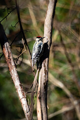 Shore birds, birds in trees and boats in harbor