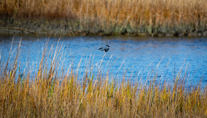 Shore birds, birds in trees and boats in harbor