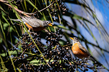 Shore birds, birds in trees and boats in harbor