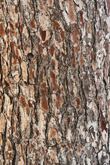  Tree bark texture, natural background