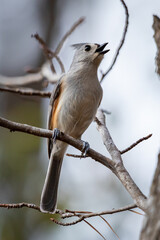 Birds in trees and water