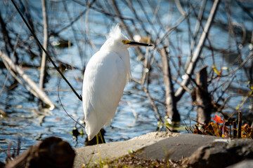Birds in trees and water
