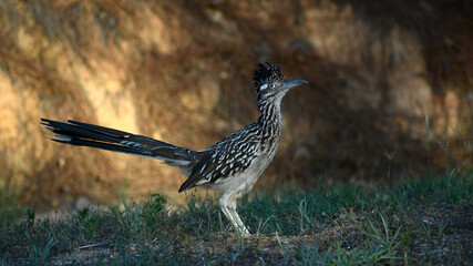 Greater Roadrunner on display in grass