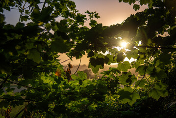 Sunset throught the leafs and tree on a summer evening by the Brighton, UK