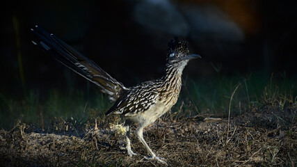 Greater Roadrunner on the lookout