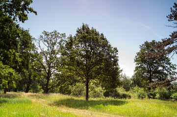 FLOWER,TREE,PLANTS,ANIMALS, LANDSCAPE