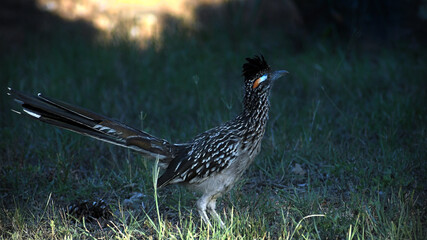 Greater Roadrunner looking around in a field