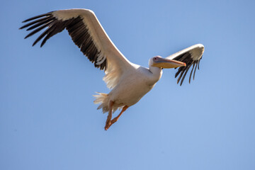 Fototapeta na wymiar Pelican Doa, during the migratory season in the fall, passes through the skies of the State of Israel in the Syrian-African rift, heading south to Africa