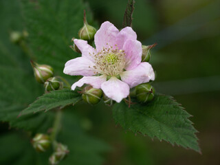 flowers from the home garden