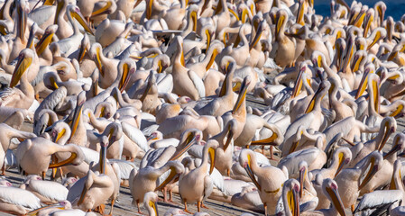 A pelican swims in a lake, during the autumn migration season, passing through the skies of the State of Israel in the Syrian-African rift, heading south to Africa
