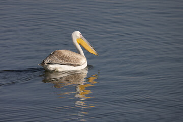 A pelican swims in a lake, during the autumn migration season, passing through the skies of the State of Israel in the Syrian-African rift, heading south to Africa