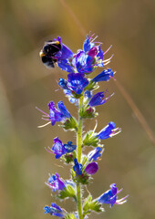 a close-up with a bumblebee on an Echium vulgare flower