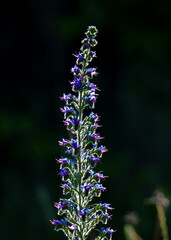 a close-up with an Echium vulgare flower