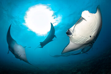 Many manta rays in the deep blue Indian Ocean near Maldives islands