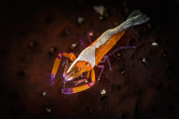 Penaeus japonicus or Imperial shrimp on the bottom of Red Sea in Egypt on a macro shoot