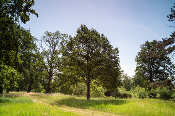 FLOWER,TREE,PLANTS,ANIMALS, LANDSCAPE