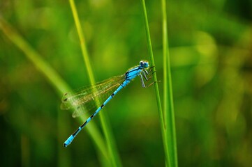 blue dragonfly on leaf