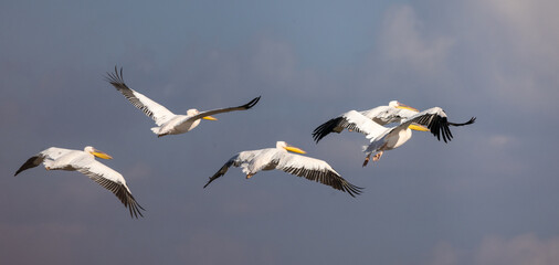 A pelican swims in a lake, during the autumn migration season, passing through the skies of the State of Israel in the Syrian-African rift, heading south to Africa