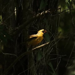 Rare One in a Million Yellow Cardinal